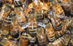 Особенности лечения грыжи пчелами